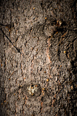 tree bark texture