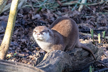 Asian small-clawed otter 