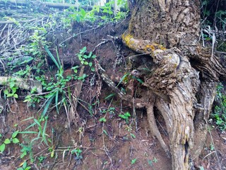 roots of a tree