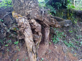 trunk of a tree