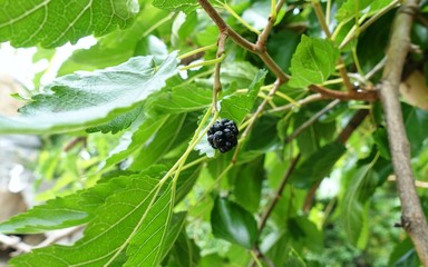 The fruit of black mulberry - mulberry tree