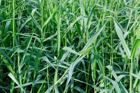 Close up Field of Green grass background ,Paragrass (Brachiaria mutica)