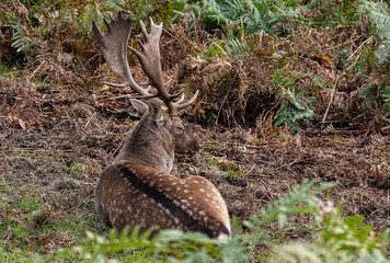 Fallow Deer resting in  the forest
