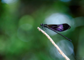 Dark shouldered coronated shadow damselfly
