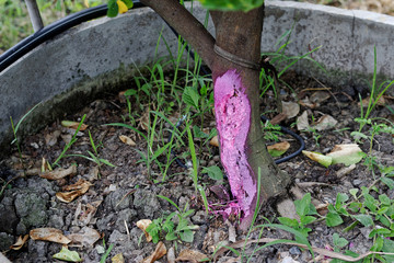 Root rot disease in lime tree from Phytophthora, using Metalaxyl drugs to treat diseases