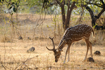 Naklejka na ściany i meble Portrait of a male spotted deer with horns grazing in the dry grass of the forests of the Gir National Park in Gujarat, India.