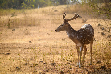 A male spotted deer with horns in the jungles of the Gir National Park in Gujarat, India.