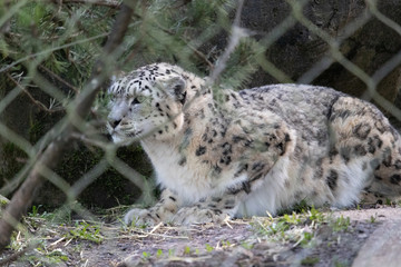 leopard in zoo