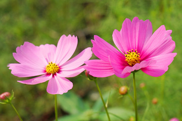 Obraz premium Natural Flowers scene of blooming of pink Sulfur Cosmos with blurred green background