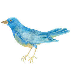 Watercolor blue bird