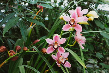 Pink orchid with green foliage in tropical garden.