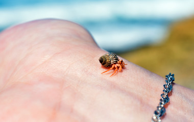 Obraz premium a small crab sits on your hand