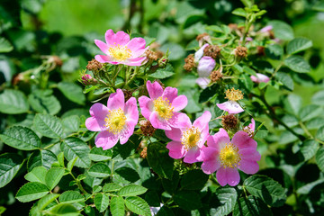 Obraz na płótnie Canvas Close up of many delicate pink Rosa Canina flowers in full bloom in a spring garden, in direct sunlight, with blurred green leaves, beautiful outdoor floral background photographed with soft focus