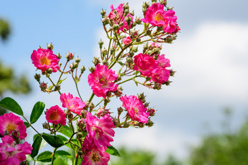 Large green bush with fresh vivid pink roses and green leaves in a garden in a sunny summer day, beautiful outdoor floral background photographed with soft focus