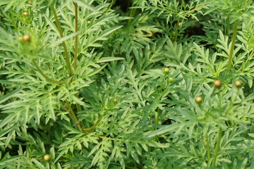 Natural scene of Sulfur cosmos - tropical plant - texture background - green patterns