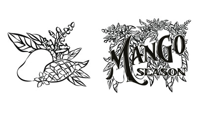 Mango fruits vector set. hand drawn organic food hand drawn sketch engraving illustration. Collection of mango fruits, leaves and slices of mango. Black white mango isolated on a white background.