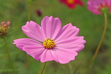 Natural Flowers scene of fresh blooming of pink Sulfur Cosmos with blurred background - Pink nature garden Floral backdrop and beautiful detail concept                        