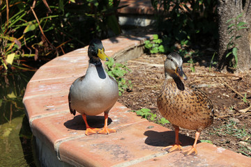 couple mallard ducks