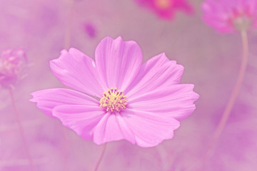Natural Flowers scene of blooming of pink Sulfur Cosmos with blurred green background - Floral backdrop and beautiful detail