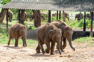 Young elephants race to be first in the queue during feeding time