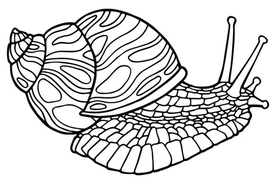 Vector illustration. Hand drawing snail. Coloring page. The original print. Illustration for a children's book. Coloring book for children and adults.
