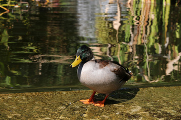 male mallard duck