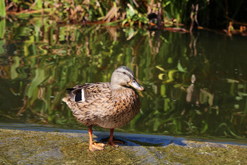 female mallard duck