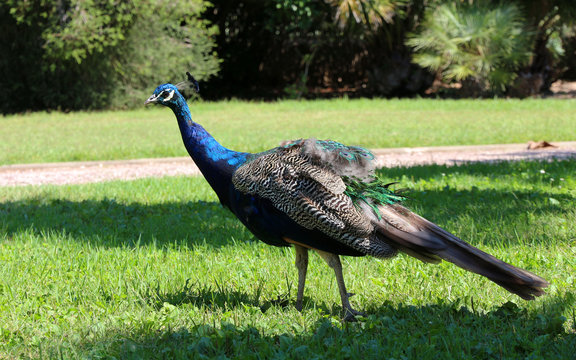 peacock walking freely in a park	