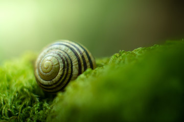 Caracol escondido 