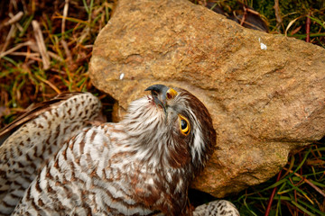 Common buzzard portrait close-up face beautiful eyes