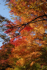 赤く色付いた楓の紅葉