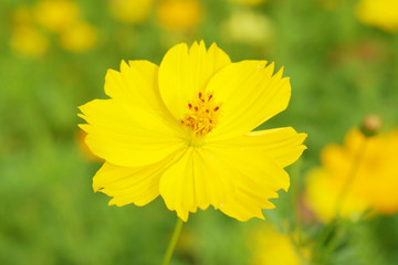 Flowers scene of fresh bloom of yellow Sulfur Cosmos with blurred background - yellow nature garden concept - Floral backdrop and beautiful detail