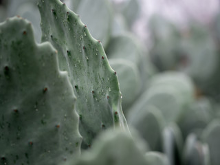 Cactus in the Rain