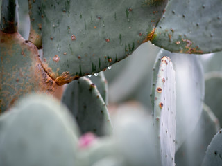Cactus in the rain