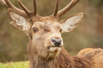 Kopfportrait eines Rothirsch