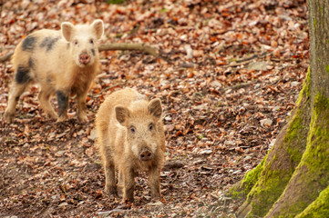 Zwei Wildschweinfrischlinge