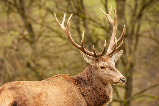 edelhirsch-271-stock-adobe-stock