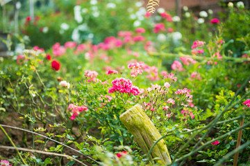 Beautiful colorful pink roses flower in the garden