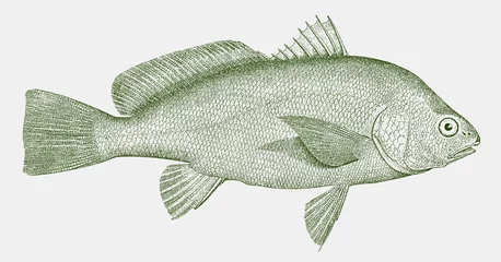 Foto op Canvas Freshwater drum aplodinotus grunniens, a fish endemic to america in side view © M