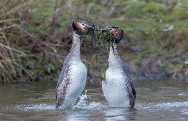 Great Crested Grebe Weed Dance