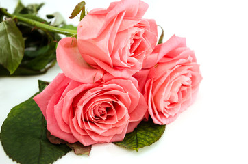 Fototapeta na wymiar pink roses isolated on white background. Close-up.