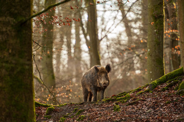 Wildschwein im Februar Wald von vorn