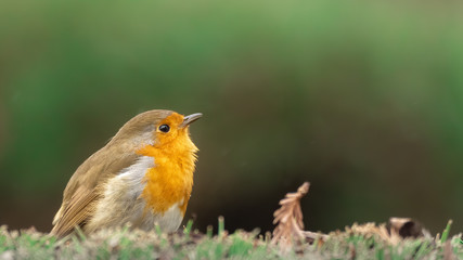 European robin