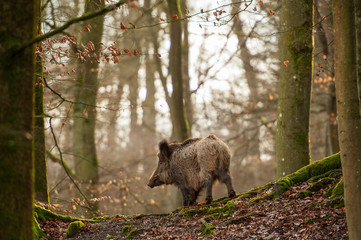 Wildschwein im Februar Wald Seitenansicht