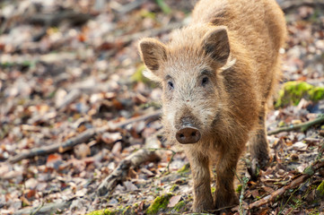 Wildschwein Frischling