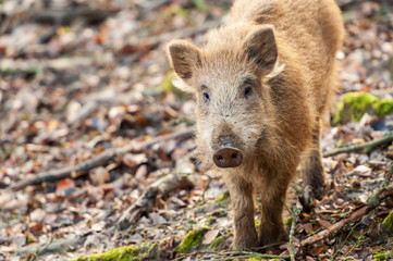 Wildschweinferkel von vorn