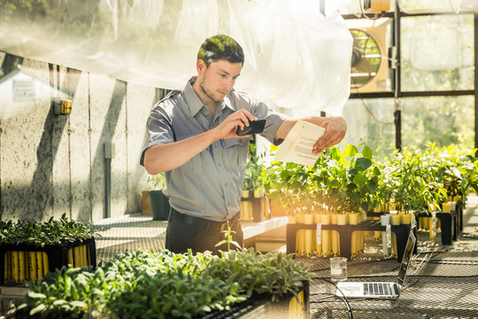 Biologist in greenhouse lab, inspecting plants. Montana, USA