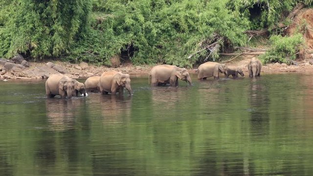 A herd of wild asian elephants have come down to bathe and feed in the Periyar River, Nr Kochi, Kerala, India.