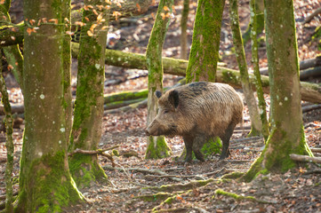 Wildschwein im Wald