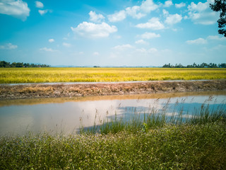 Scenery of yellowish green paddy field in Kedah, Malaysia